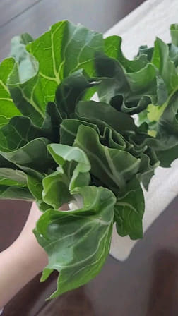 奶油長腳白菜- Weee!