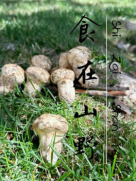 天然松茸 まつたけ マツタケ 0.5 ポンド - Weee!
