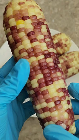 QBW Sticky colored Corn 3PC 850 g